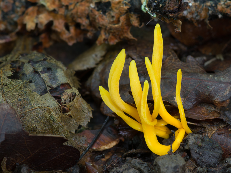 Clavulinopsis laeticolor